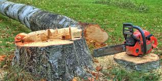 Best Tree Maintenance Programs  in Clute, TX