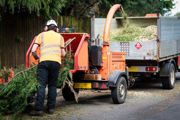 Best Pest Control for Lawns  in Clute, TX