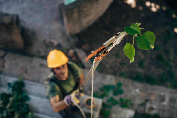 Best Emergency Tree Removal  in Clute, TX