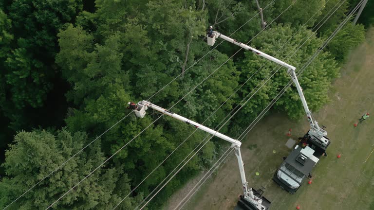 Best Tree Health Inspection  in Clute, TX