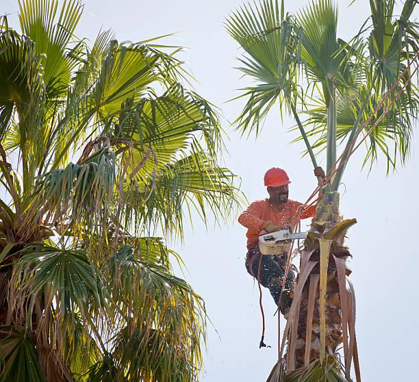 Best Tree Risk Assessment  in Clute, TX