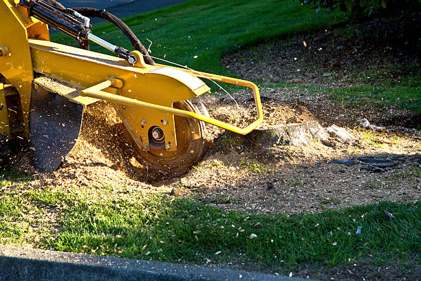Best Tree Preservation Services  in Clute, TX