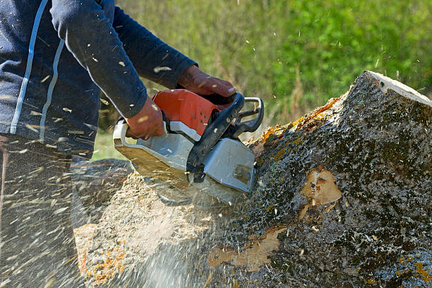 How Our Tree Care Process Works  in  Clute, TX