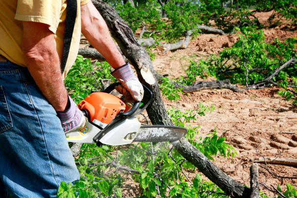 Best Leaf Removal  in Clute, TX