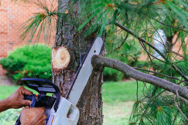 Organic Lawn Care Solutions in Clute, TX